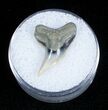 Fossil Tiger Shark Tooth - Lee Creek Mine #3730-1